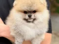Çiftlikten Özel Kore Pomeranian Yavruları