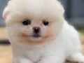 Çiftlikten Özel Kore Pomeranian Yavruları