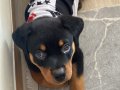 2 Aylık Rottweiler 