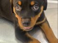 2 Aylık Rottweiler 