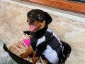 2 Aylık Rottweiler 