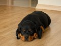 Safkan Rottweiler Erkek Yavru