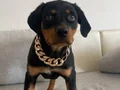 Safkan Rottweiler Erkek Yavru