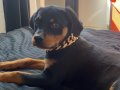 Safkan Rottweiler Erkek Yavru