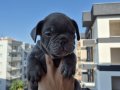 A KALITE BLUE GREY FRENCH BULDOG