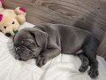 A KALITE BLUE GREY FRENCH BULDOG
