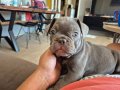 A KALITE BLUE GREY FRENCH BULDOG