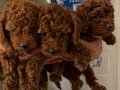 A KALİTE KORE POODLE 