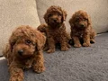 A KALİTE KORE POODLE 