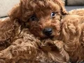 A KALİTE KORE POODLE 