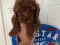 A KALİTE KORE POODLE 