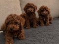 A KALİTE KORE POODLE 