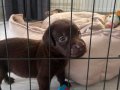 İKİ AYLIK DİŞİ LABRADOR ÇİPLİ