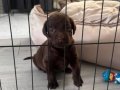 İKİ AYLIK DİŞİ LABRADOR ÇİPLİ