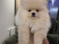 Sahibinden 3 aylık erkek pomeranian boo