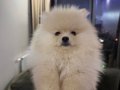 Sahibinden 3 aylık erkek pomeranian boo