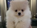 Sahibinden 3 aylık erkek pomeranian boo