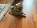Pomeranian Boo / Teddy Bear Yavrumuz