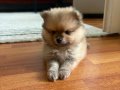 Pomeranian Boo / Teddy Bear Yavrumuz