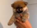 POMERANİAN BOO (AYI SURAT)