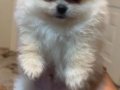 POMERANİAN BOO (AYI SURAT)