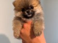 POMERANİAN BOO (AYI SURAT)