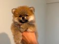 POMERANİAN BOO (AYI SURAT)