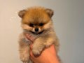 POMERANİAN BOO (AYI SURAT)
