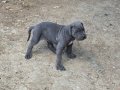 MAŞALLAHLIK YAVRU CANE CORSO YAVRULARI