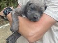 MAŞALLAHLIK YAVRU CANE CORSO YAVRULARI