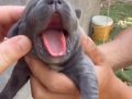 MAŞALLAHLIK YAVRU CANE CORSO YAVRULARI