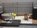 Sevgi Dolu Toy Poodle Yuva Arıyor 