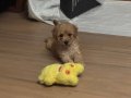 Sevgi Dolu Toy Poodle Yuva Arıyor 