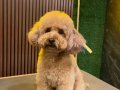 Sevgi Dolu Toy Poodle Yuva Arıyor 