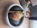 Sevgi Dolu Toy Poodle Yuva Arıyor 