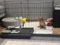 Sevgi Dolu Toy Poodle Yuva Arıyor 