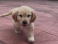 2 aylık golden köpek