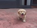 2 aylık golden köpek