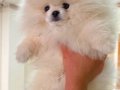 4 aylık eğitimli saf ırk pomeranian Boo 