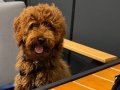 POODLE TOY 4 aylık erkek