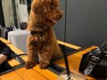 POODLE TOY 4 aylık erkek