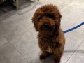 POODLE TOY 4 aylık erkek