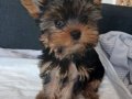 3 Aylık Dişi bluegold teacup Yorkie 
