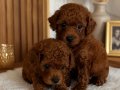Toy Poodle kardeşler 