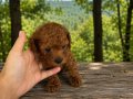 Toy Poodle kardeşler 