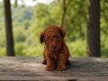Toy Poodle kardeşler 