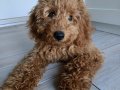 5 aylık dişi poodle