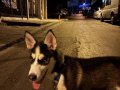 3 AYLIK TEK DISI HUSKY