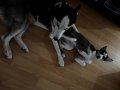 3 AYLIK TEK DISI HUSKY