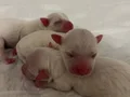 Safkan maltese terrier 